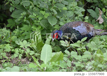 キジ　（オス） 133077900