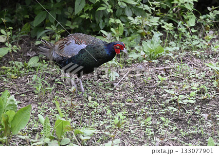 キジ　（オス） 133077901