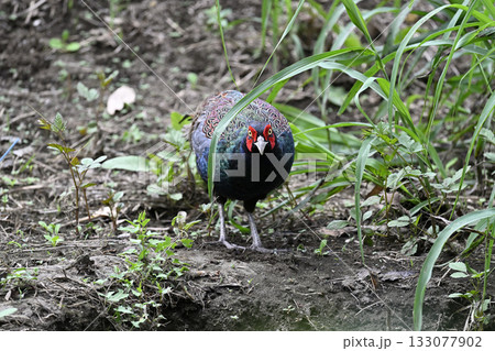 キジ　（オス） 133077902