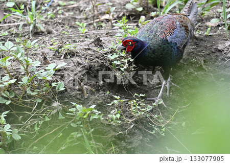キジ (オス) キジ (オス) 133077905