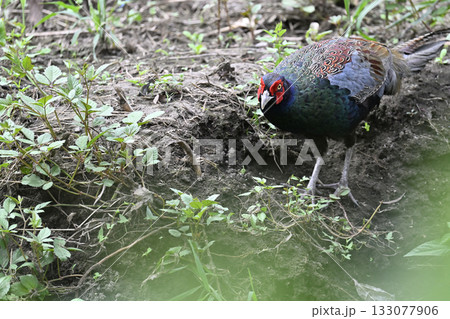 キジ　（オス） 133077906