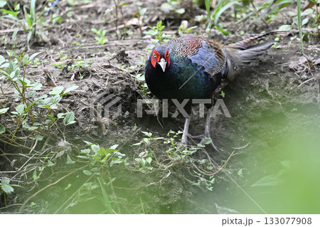 キジ　（オス） 133077908