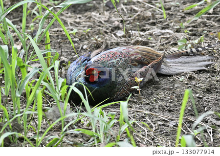 キジ　（オス） 133077914
