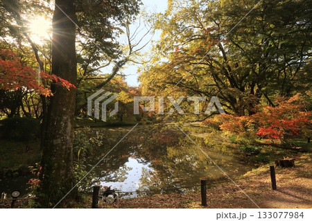 京都　植物園　府立　紅葉　秋　もみじ　池　森　森林 133077984