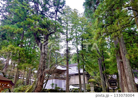 永平寺　杉木立越しに納経塔、祠堂殿、唐門が見える風景　福井県吉田郡永平寺町 133078004