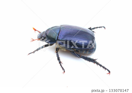 ヒメコガネ（青） 133078147