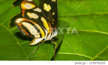 Tropical Butterfly, Amazonia 133078285