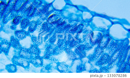 Ipomoea Leaf 133078286