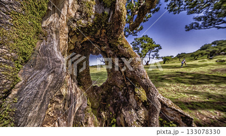 Mystical Fanal Forest, Madeira, Portugal Mystical Fanal Forest, Madeira, Portugal 133078330