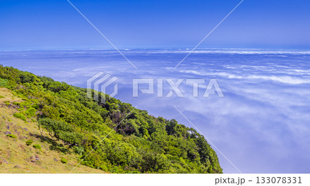 Fog Seascape from Mystical Fanal Forest,  Madeira, Portugal 133078331