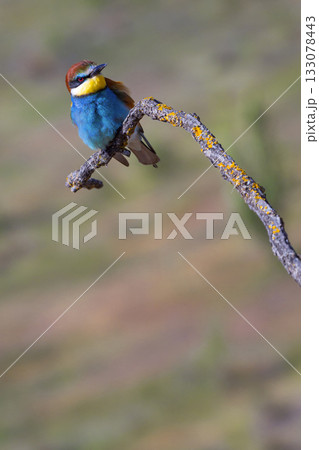 Bee-eater, Spain 133078443