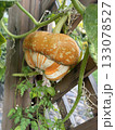 An unusual orange pumpkin hanging from a branch. Cucurbita turbaniformis, still attached to the branch. In the background is a wooden trellis for garden plants. 133078527