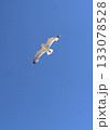 A seagull flies in a clear blue sky on a sunny day. A bird soaring in the sky without clouds 133078528