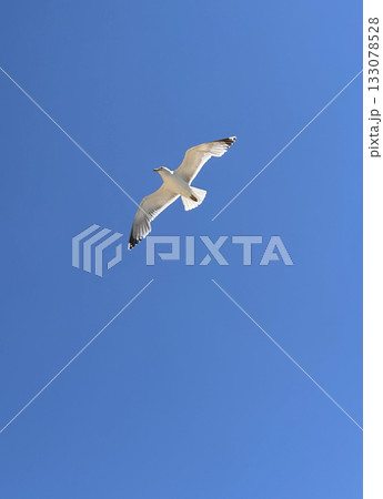A seagull flies in a clear blue sky on a sunny day. A bird soaring in the sky without clouds A seagull flies in a clear blue sky on a sunny day. A bird soaring in the sky without clouds 133078528