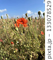 Blooming red poppy close-up in the flower field. Wildflowers in the countryside on sunny day against a blue sky with clouds. Papaver 133078529