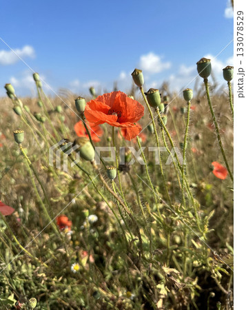Blooming red poppy close-up in the flower field. Wildflowers in the countryside on sunny day against a blue sky with clouds. Papaver Blooming red poppy close-up in the flower field. Wildflowers in the countryside on sunny day against a blue sky with clouds. Papaver 133078529