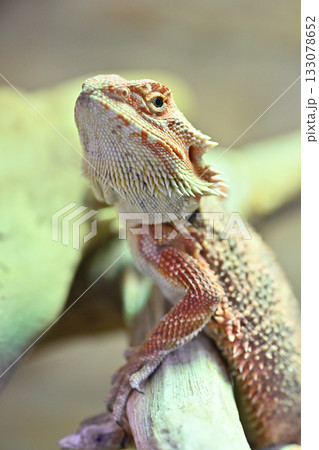 可愛いフトアゴヒゲトカゲのアップ 133078652