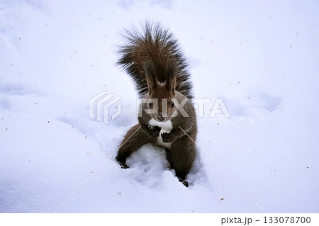 エゾリス エゾリス 133078700