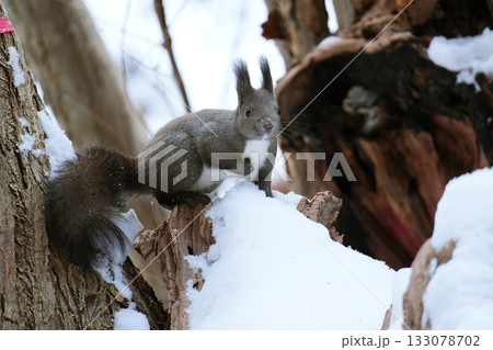 森のエゾリス 133078702