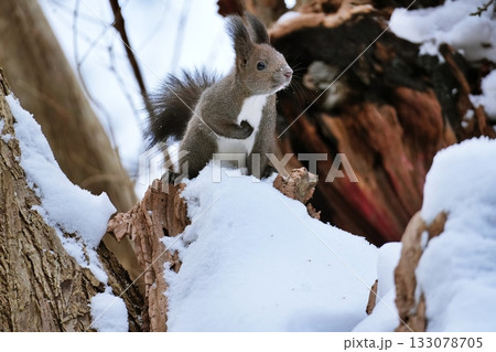 エゾリス 133078705