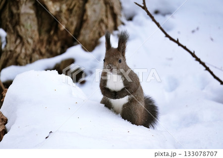 雪の中で立ち止まるエゾリス 133078707