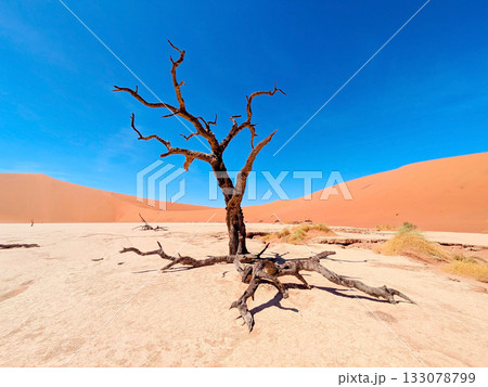 old tree desert Deadvlei, Namibia old tree desert Deadvlei, Namibia 133078799