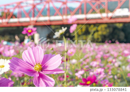 秋の空に映えるコスモス 133078841