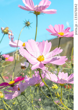 秋の空に映えるコスモス 133078842