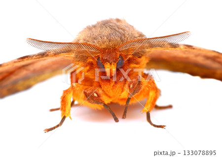 正面からみたオビガ 正面からみたオビガ 133078895