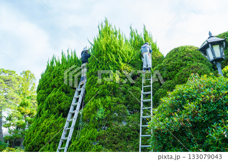 大きくなったカイズカイブキの剪定作業をする庭師 大きくなったカイズカイブキの剪定作業をする庭師 133079043