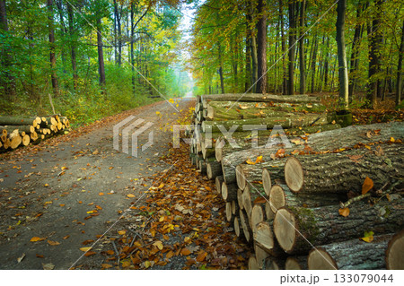 A pile of wood by a dirt road in an autumn forest A pile of wood by a dirt road in an autumn forest 133079044