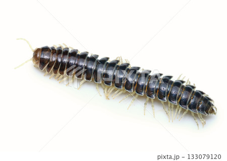 ミドリババヤスデ 133079120