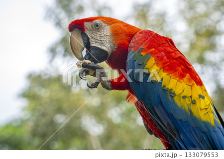 red yellow and blue Colorful ara ara bird in Amazon rainforest 133079553
