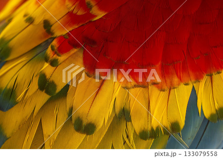 feathers detail of Colorful ara ara bird in Amazon rainforest feathers detail of Colorful ara ara bird in Amazon rainforest 133079558