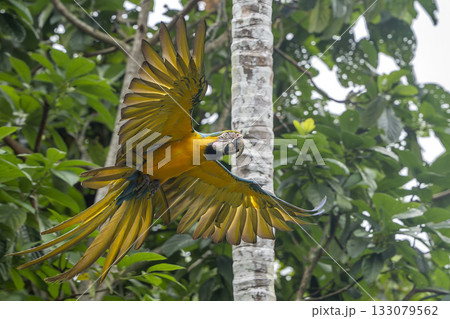 Colorful ara ara bird in Amazon rainforest 133079562