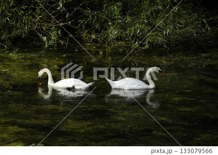 two swans in a swamp great light 133079566