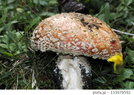 amanita muscaria fungi close up 133079592