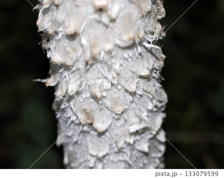 Coprinus comatus fungi close up Coprinus comatus fungi close up 133079599