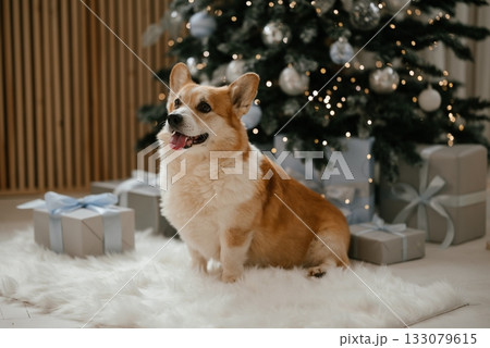 Happy Corgi by Christmas Tree with Gifts Nearby 133079615