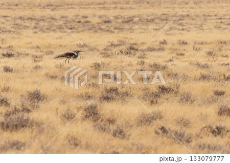 Kori Bustard in Etosha Kori Bustard in Etosha 133079777