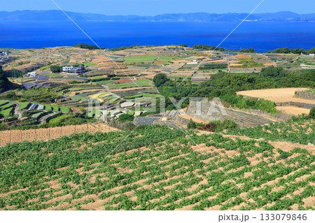 【長崎県】雲仙の南串山棚畑展望台から見た棚畑 133079846
