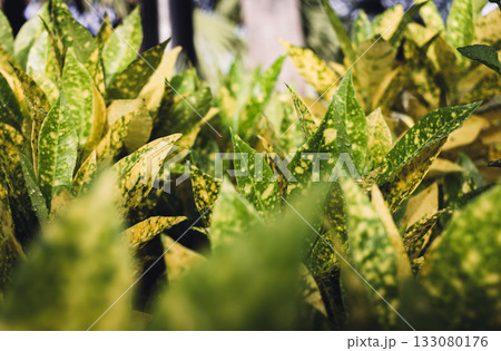 Close up green and yellow leaves in daylight 133080176
