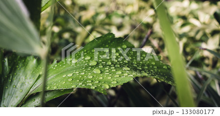 Water drops splashing on green leaf. Water drops splashing on green leaf. 133080177