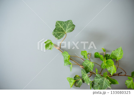 Isolated ivy branch on gray background Isolated ivy branch on gray background 133080325