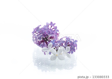 Bouquet of white and purple lilacs on a white background 133080333