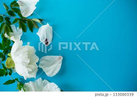 White large tree-like peony flower on a blue background. Top view. 133080339
