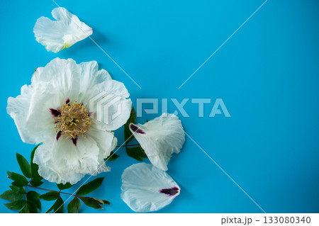 White peony close up on blue background from above White peony close up on blue background from above 133080340