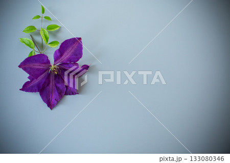 Purple clematis flower on grey background with empty space 133080346