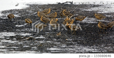 Flock of Short-billed Dowitchers, Limnodromus griseus, on mudflats 133080646