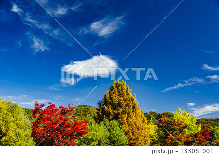 みずべ公園の木と山の紅葉風景 みずべ公園の木と山の紅葉風景 133081001